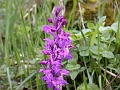 41_Orchis male